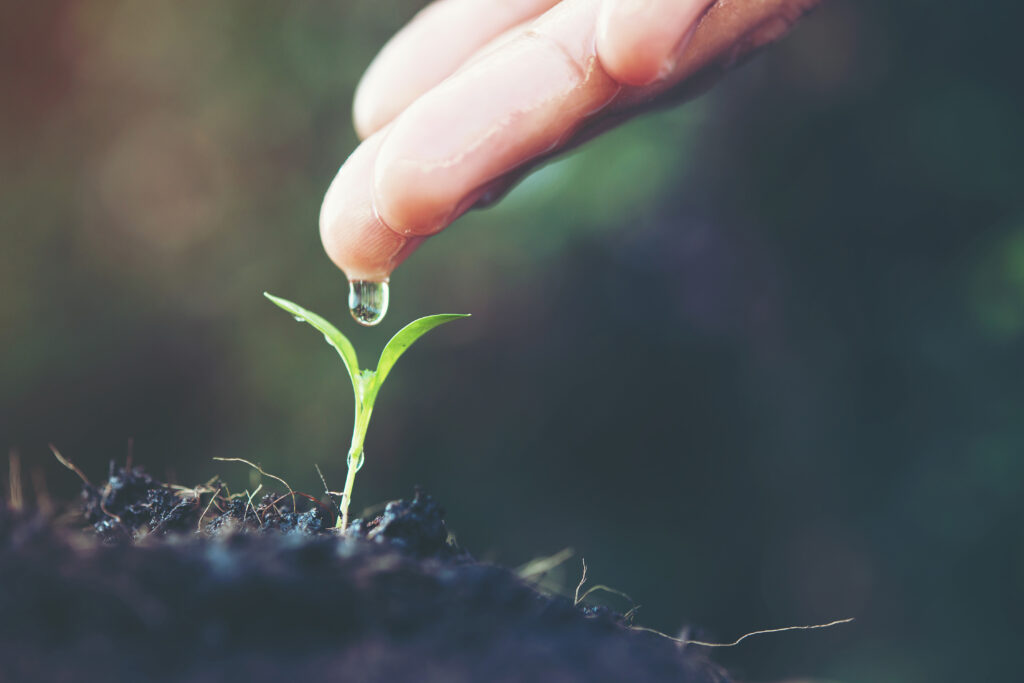 watering a green young plant