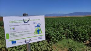 Ο πιλοτικός αγρός βαμβακιού του συνεταιρισμού ΘΕΣ ΓΗ, με πανό χρηματοδότησης
