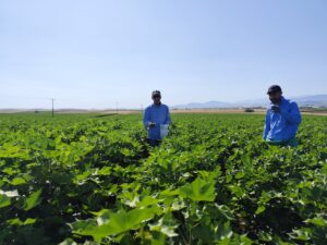 Δειγμα φύλλων βαμβακιού