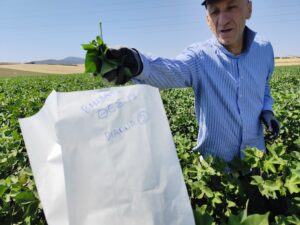 Δειγματοληψία φύλλων βαμβακιού σε πιλοτικό αγρό