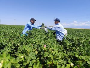 Δειγματοληψία φύλλων βαμβακιού