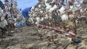 Άνθρωποι σε πιλοτικό αγρό βαμβακιού του συνεταιρισμού ΘΕΣ ΓΗ