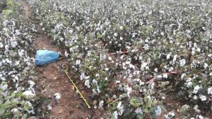 Εκτίμηση απόδοσης βαμβακιού σε αγρό, στο πλαίσιο παρακολούθησης του συστήματος DIANA