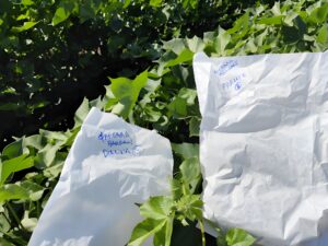 Δειγματοληψία φύλλων βαμβακιού στον πιλοτικό αγρό του συνεταιρισμού